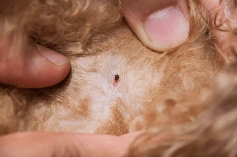 دليل شامل للتخلص من براغيث القطط باستخدام العلاجات الطبيعية والمنزلية