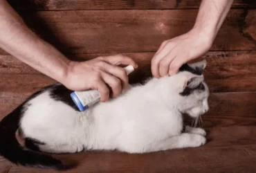 كيفية التخلص من براغيث القطط بالخل بشكل نهائي