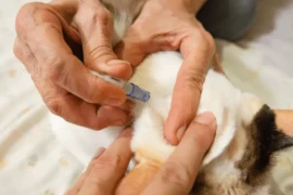 كيفية علاج براغيث القطط : علاجات دوائية و منزلية