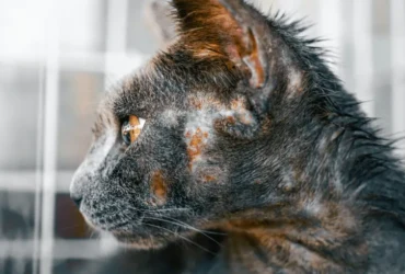 علاج فطريات القطط في المنزل: وصفات مجربة وفعالة