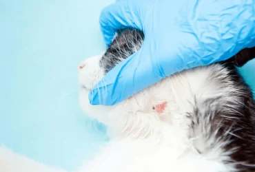 اعراض الذئبة الحمامية عند القطط وعلاجها