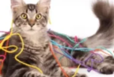 هل تعلم أن في منزلك اشياء خطيرة على القطط؟
