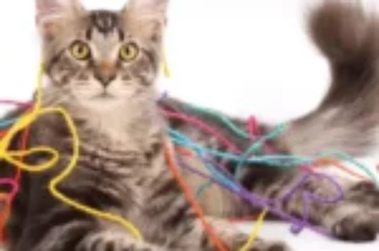 هل تعلم أن في منزلك اشياء خطيرة على القطط؟