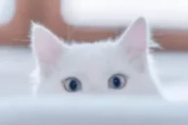 تعلم لغة القطط في 10 دقائق: فهم كامل لأصوات وحركات قطتك