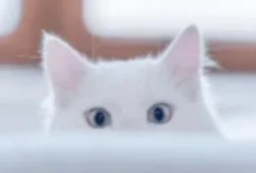 تعلم لغة القطط في 10 دقائق: فهم كامل لأصوات وحركات قطتك