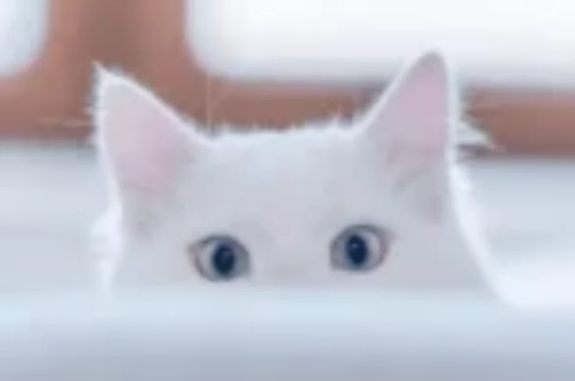 تعلم لغة القطط في 10 دقائق: فهم كامل لأصوات وحركات قطتك