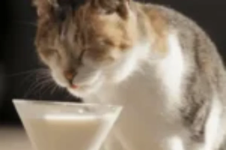 أفضل انواع حليب القطط : دليلك لاختيار التركيب المثالي للحليب