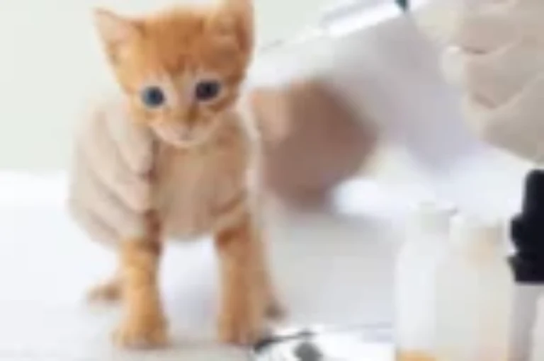 كيفية تحضير بديل حليب القطط في المنزل بمواد طبيعية