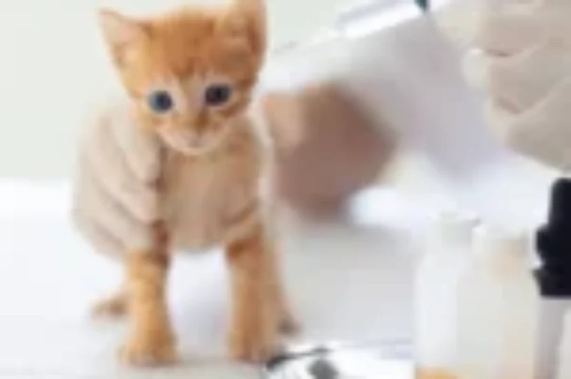 كيفية تحضير بديل حليب القطط في المنزل بمواد طبيعية