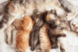 ماهي فوائد حليب القطط الطبيعي لصحة ونمو القطط الصغيرة