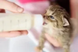 كيفية تحضير رضاعة القطط في المنزل