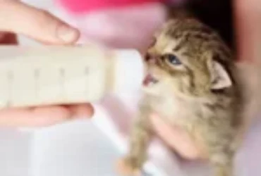 كيفية تحضير رضاعة القطط في المنزل