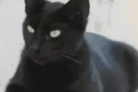 اجمل 550 اسامي قطط سود مع معانيها