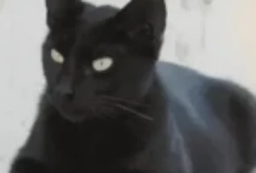 اجمل 550 اسامي قطط سود مع معانيها