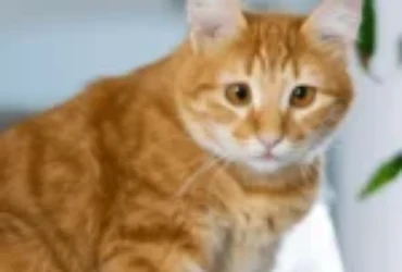 اجمل اسامي قطط أورانجية اللون