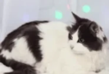 اجمل اسامي قطط سوداء و بيضاء مع معانيها