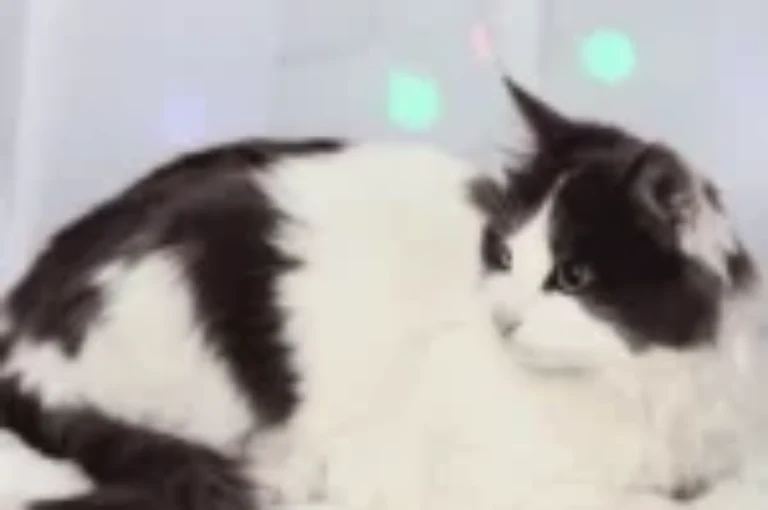 اجمل اسامي قطط سوداء و بيضاء مع معانيها