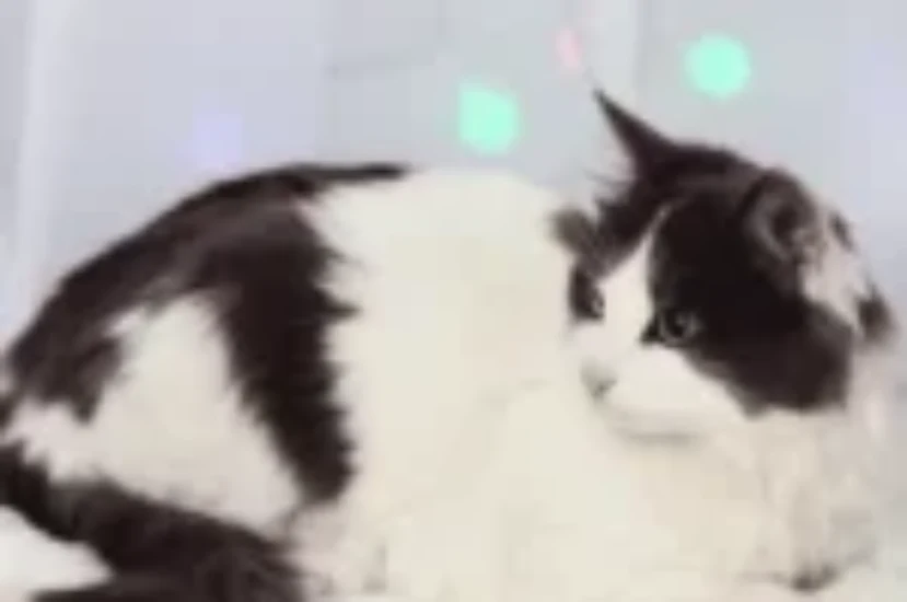 اجمل اسامي قطط سوداء و بيضاء مع معانيها