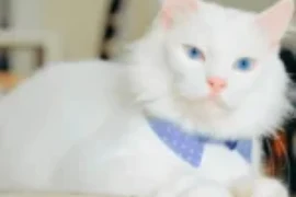 أجمل اسامي قطط بيضاء مع معانيها