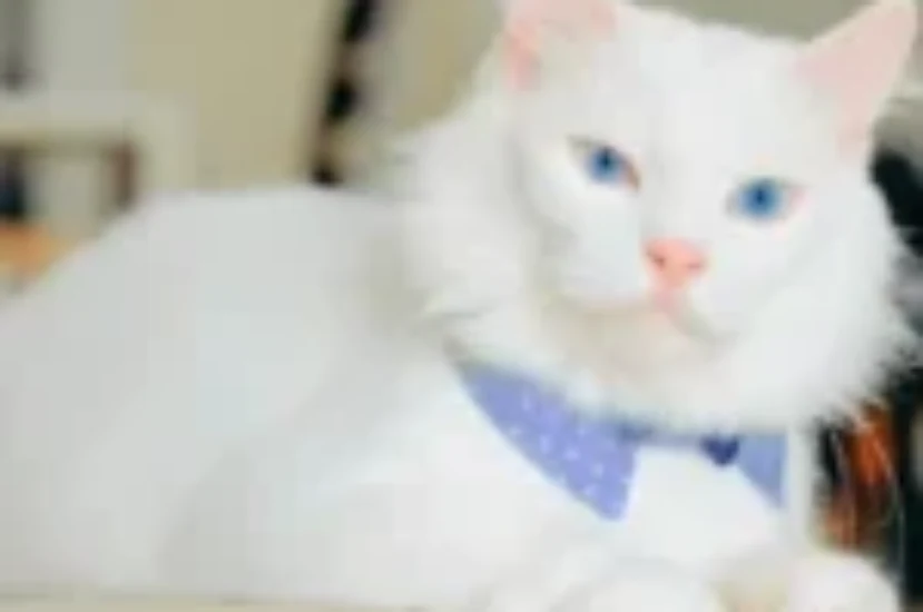 أجمل اسامي قطط بيضاء مع معانيها