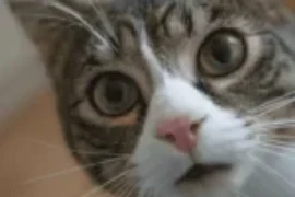 اسامي قطط غريبة من انحاء العالم مع معانيها