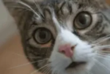 اسامي قطط غريبة من انحاء العالم مع معانيها