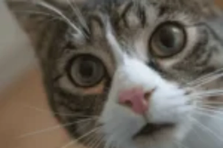 اسامي قطط غريبة من انحاء العالم مع معانيها