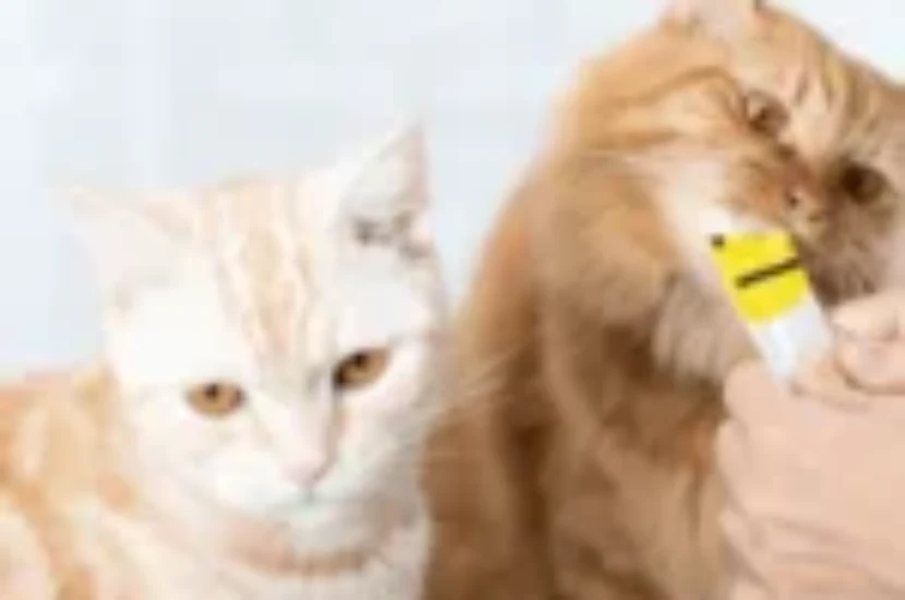 تعرف على أنواع مكافآت القطط