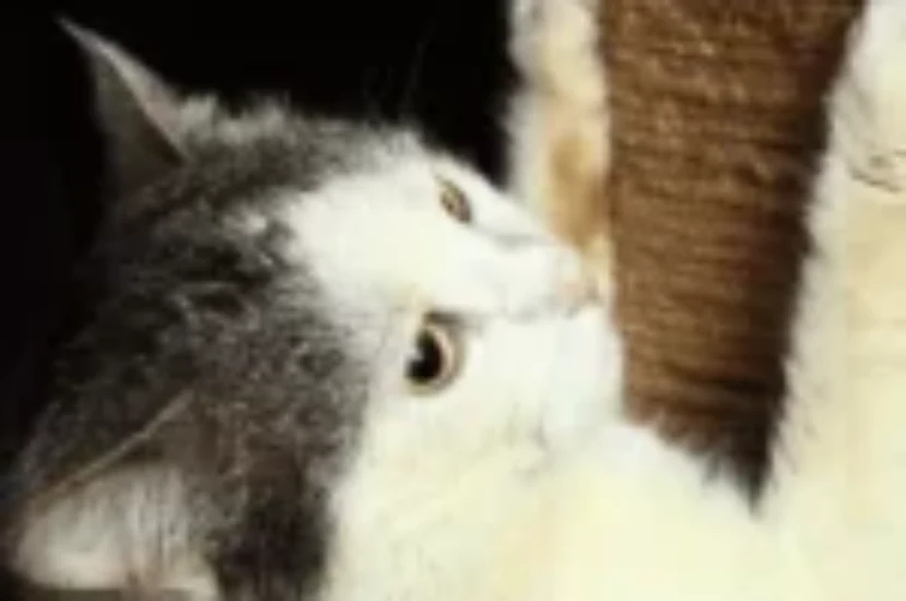 اسباب اضطرابات اظافر القطط وعلاجها