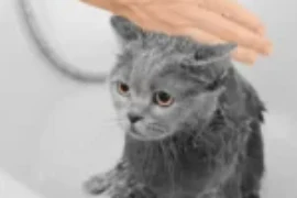 أفضل شامبو قطط ضد الحشرات وكيفية اختياره