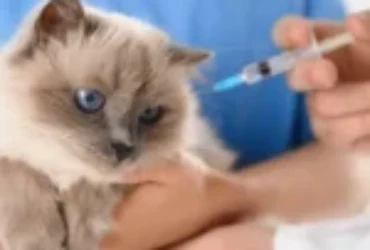 آثار تطعيمات القطط الجانبية وكيفية التعامل معها