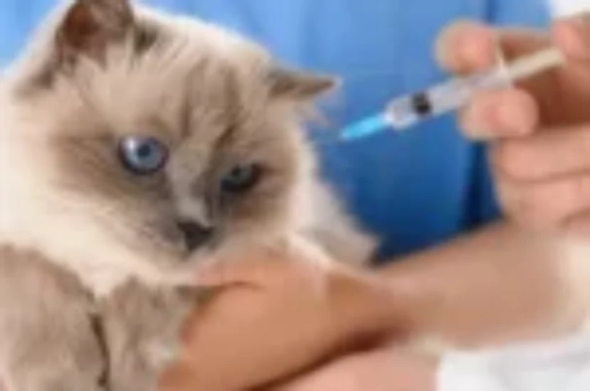 آثار تطعيمات القطط الجانبية وكيفية التعامل معها