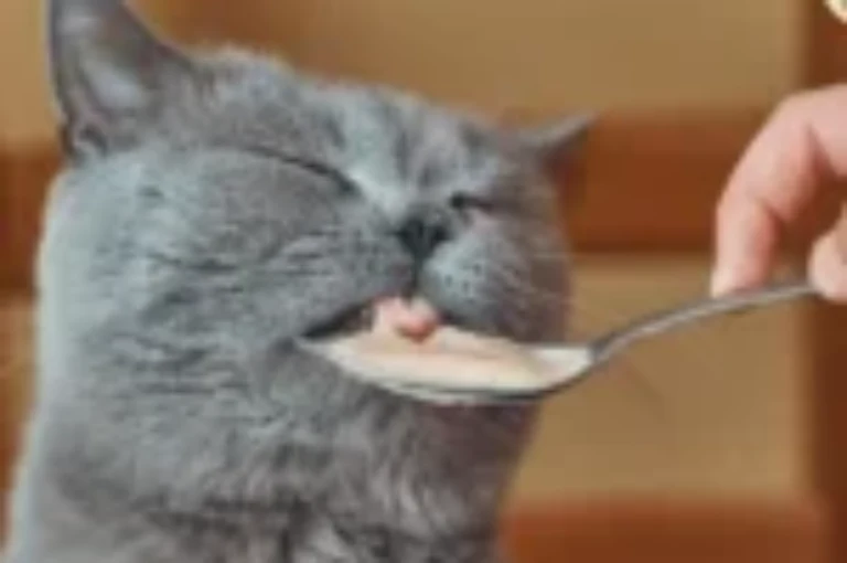 اسباب صعوبة بلع الطعام عند القطط وكيفية التعامل معه