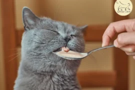 فقدان الشهية عند القطط