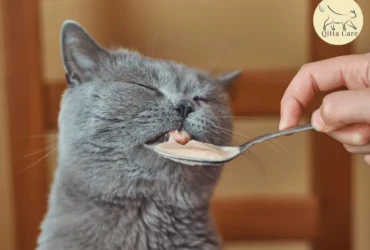 فقدان الشهية عند القطط