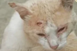 طرق علاج خراج القطط