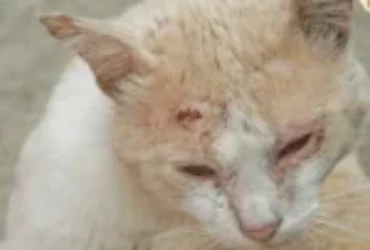 طرق علاج خراج القطط