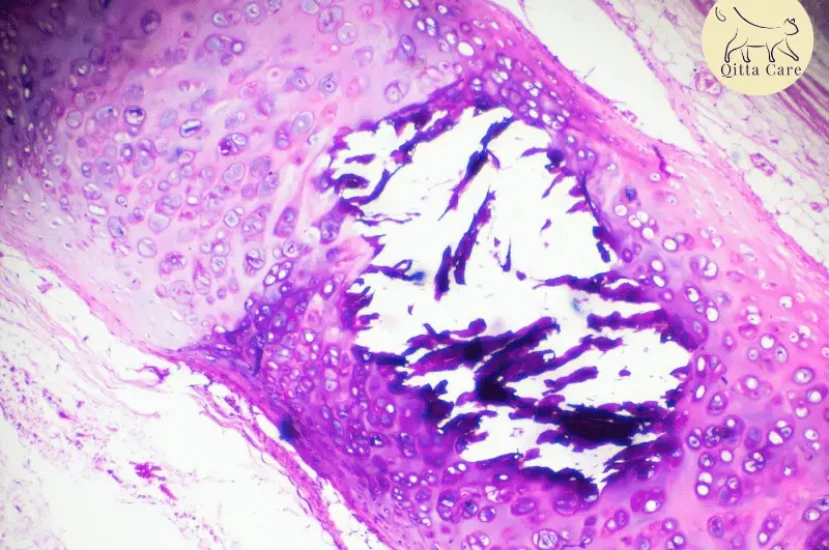 اسباب تراكم القيح داخل التجويف الجنبي للقطط وعلاجه