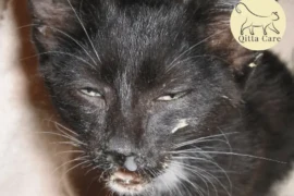 مرض كاليسي القطط: الأسباب، الأعراض، والعلاج الداعم لتحسين حالة قطتك المصابة