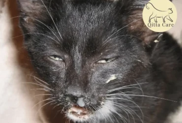 مرض كاليسي القطط: الأسباب، الأعراض، والعلاج الداعم لتحسين حالة قطتك المصابة