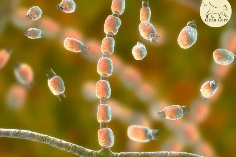 ماهو فطر الأسبيرجيلوس عند القطط؟