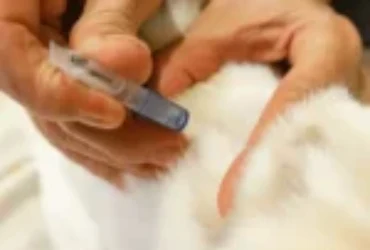 مدرات البول للقطط : انواعها، فوائدها، وآثارها الجانبية