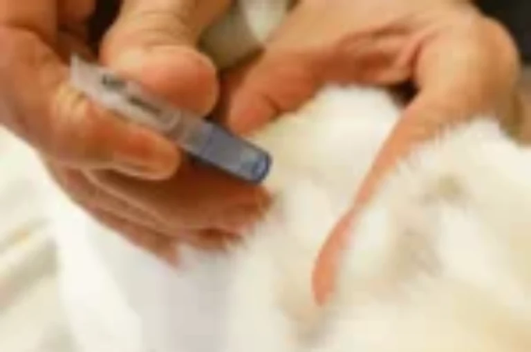 مدرات البول للقطط : انواعها، فوائدها، وآثارها الجانبية