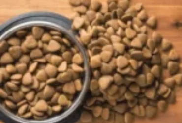 أفضل أنواع دراي فود قطط 2025 لتغذية صحية ومتوازنة