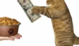 كيف اختار أفضل أنواع الدراي فود للقطط؟