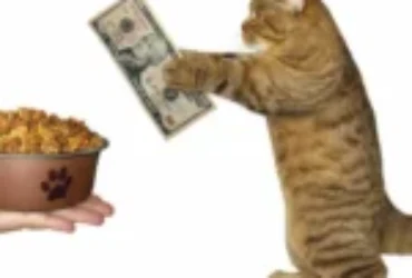 كيف اختار أفضل أنواع الدراي فود للقطط؟