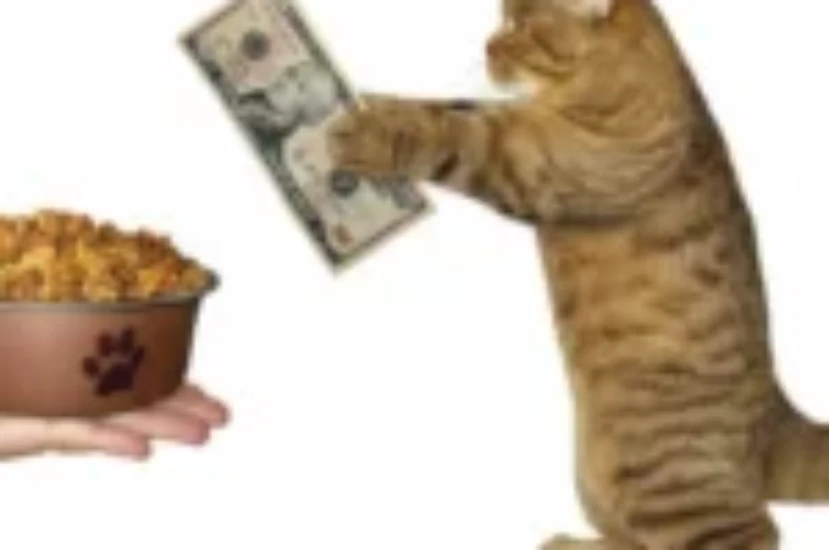 كيف اختار أفضل أنواع الدراي فود للقطط؟