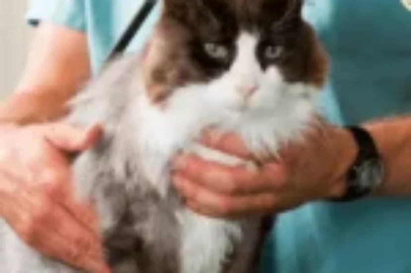 اسباب فشل القلب الاحتقاني الأيمن عند القطط وأعراضه