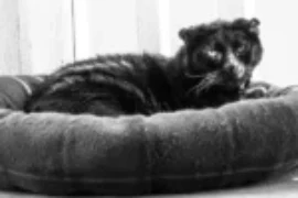 اسامي قطط كبيرة بالعمر مع معانيها