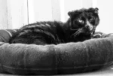 القطط الكبيرة: رعايتها و مشاكلها الشائعة